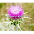 High Quality milk thistle extract